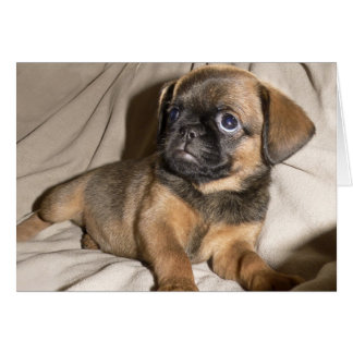 Bryssels Griffon Puppy! Hälsningskort