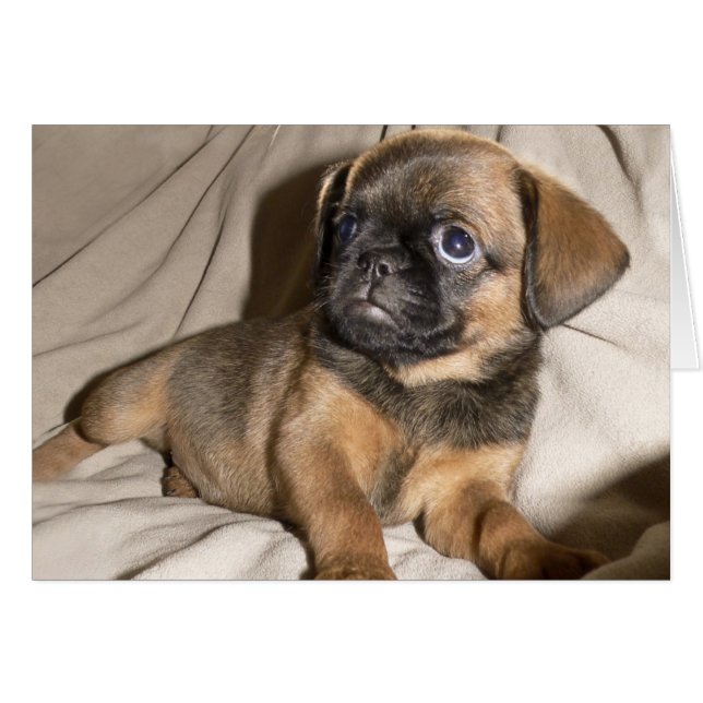 Bryssels Griffon Puppy! Hälsningskort (Framsidan Horizontal)