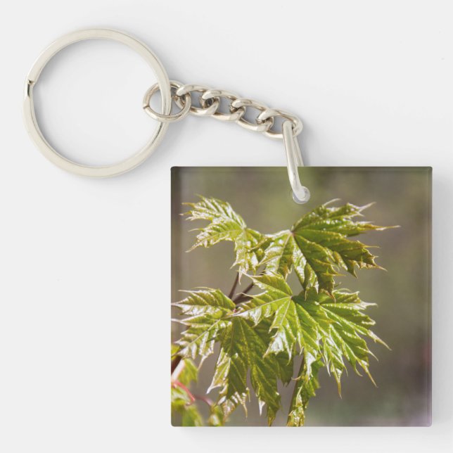 Bryt grönten byt gren med litet löv (Framsidan)