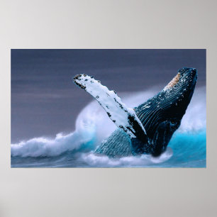 bryta igenom affischen för valdjurlivfotografi poster