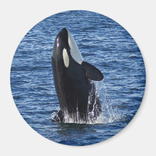 Bryta igenom magneten för Orca (späckhuggare) Magnet