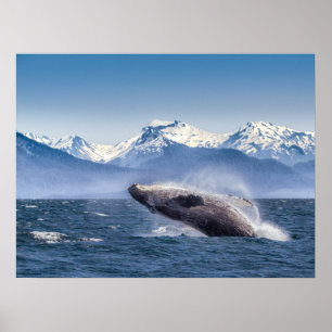 Bryta igenom puckelryggval i Alaska Poster