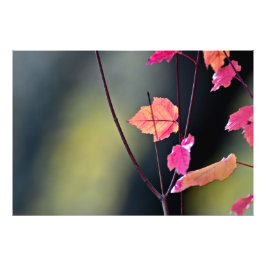 Brytning av det hårda träet fototryck