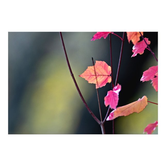 Brytning av det hårda träet fototryck (Framsidan)