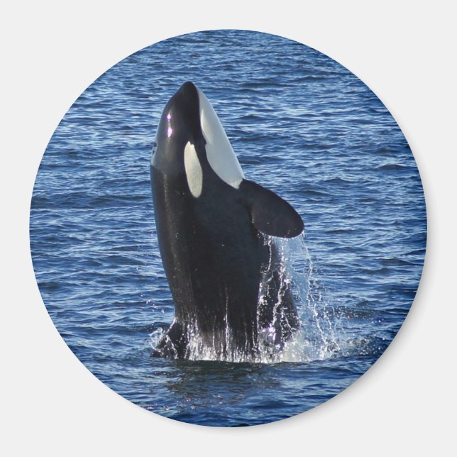 Brytning av gaffelrök (Killer Whale) Magnet (Framsidan)