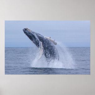 Brytning av Humpback Whale Calf-utskrift Poster