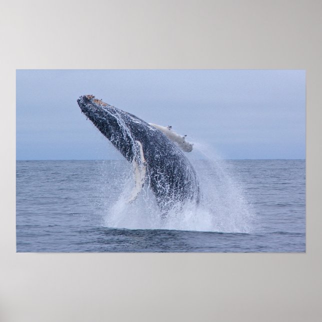Brytning av Humpback Whale Calf-utskrift Poster (Framsidan)