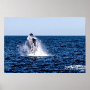 Brytning av Humpback Whale Poster