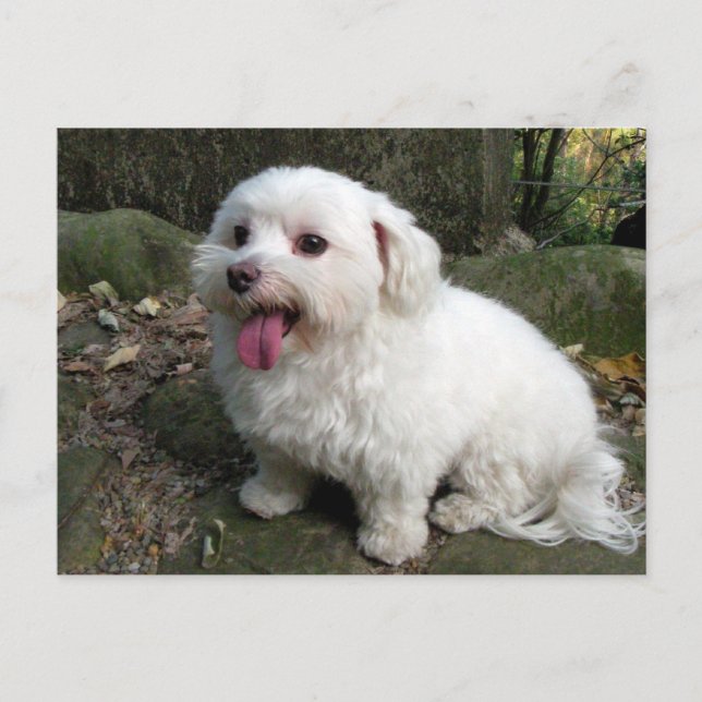 Bryttid Vykort (Framsida)