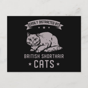 BSH British Shorthair Cat Vykort