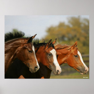 BT33 Quarter-löpningshögtalare Poster