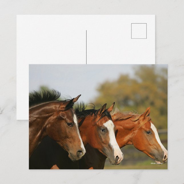 BT33 Quarter-löpningshögtalare Vykort (Fram/baksida)