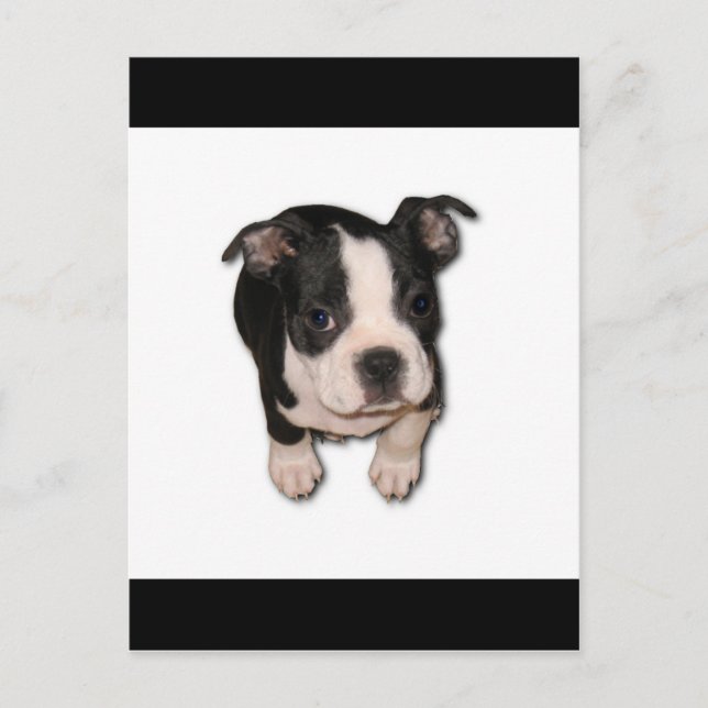 BTpup Vykort (Framsida)