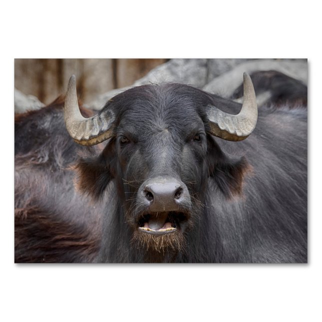 Bubalus bubalis bordsnummer (Framsidan)