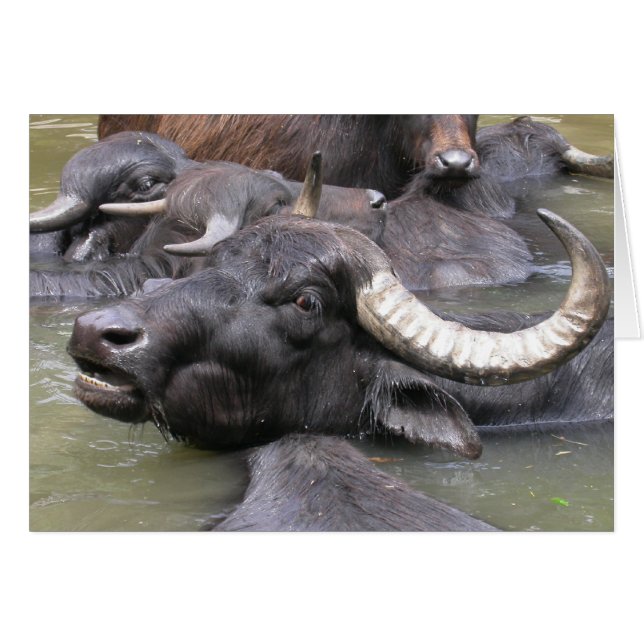 Bubalus bubalis hälsningskort (Framsidan Horizontal)