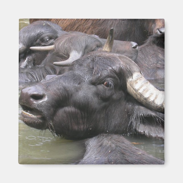 Bubalus bubalis magnet (Framsidan)