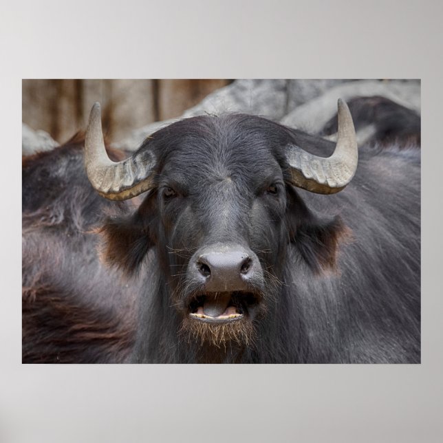 Bubalus bubalis poster (Framsidan)