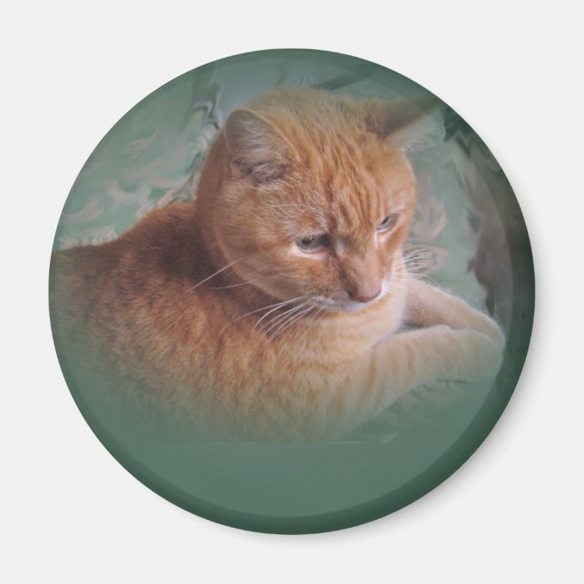 Bubba Orangen Tabby Tomcat Magnet (Framsidan)