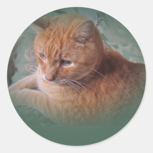 Bubba Orangen Tabby Tomcat Runt Klistermärke