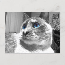 Bubble's Mesmerizing Blues Vykort