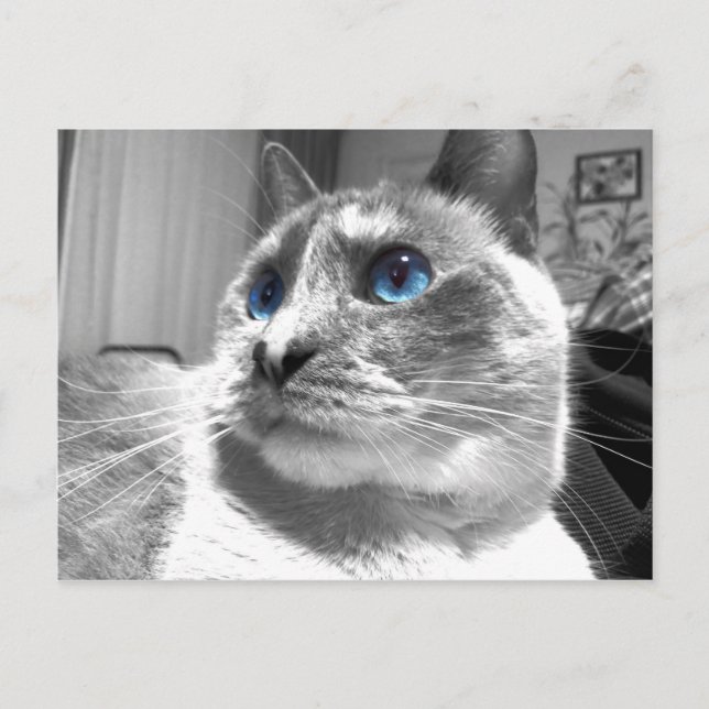 Bubble's Mesmerizing Blues Vykort (Framsida)