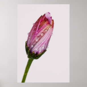 Bubbling-daisy Poster