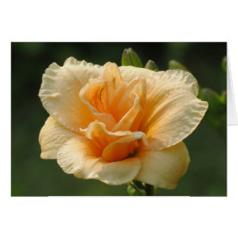 Bubly - Daylily Hälsningskort