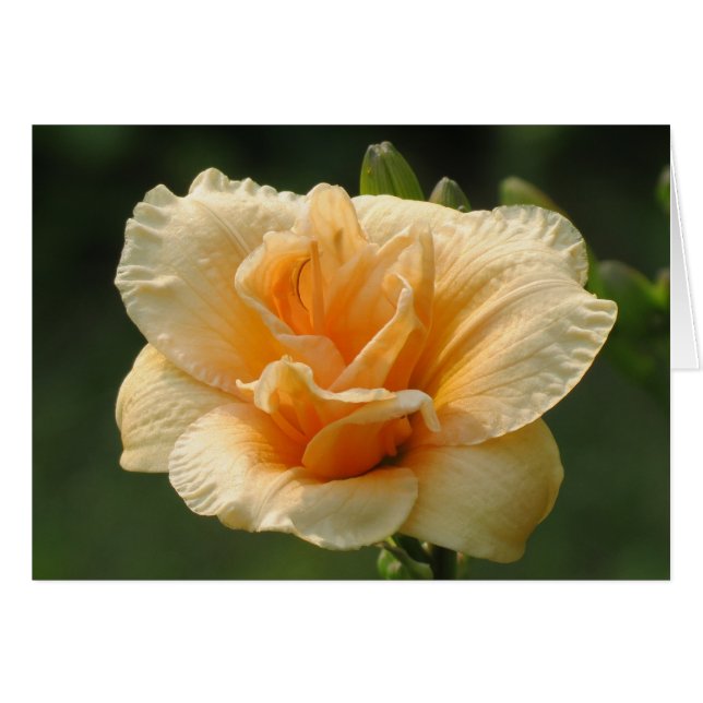 Bubly - Daylily Hälsningskort (Framsidan Horizontal)