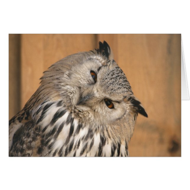 Bubo bubo sibiricus hälsningskort (Framsidan Horizontal)