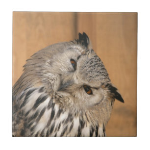 Bubo bubo sibiricus kakelplatta