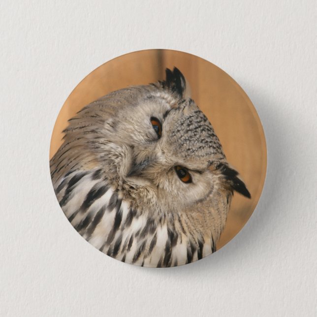 Bubo bubo sibiricus knapp (Framsida)