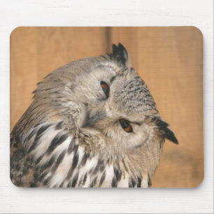 Bubo bubo sibiricus musmatta