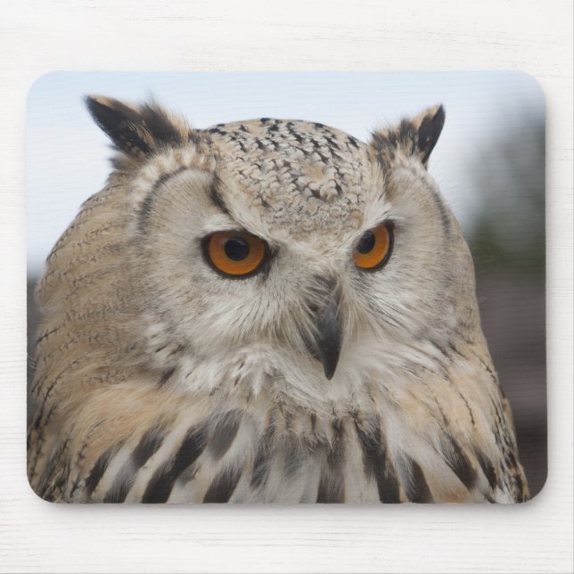 Bubo bubo sibiricus musmatta (Framsidan)