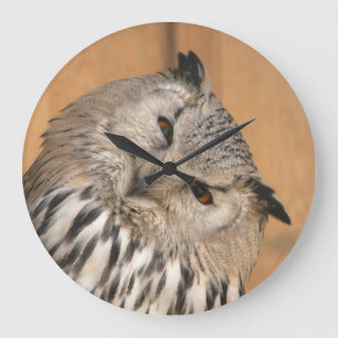 Bubo bubo sibiricus stor klocka