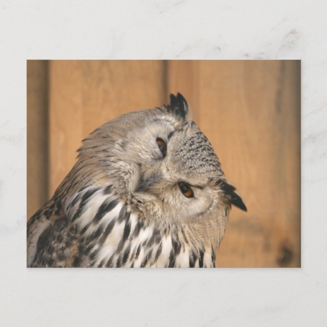 Bubo bubo sibiricus vykort (Framsida)