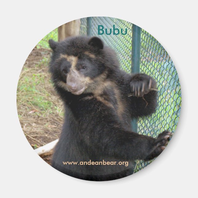 Bubu Andean Bear Magnet (Framsidan)