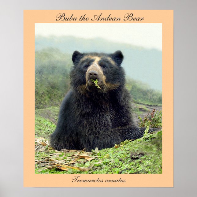 Bubu Andean Bear vid Yanahurco, Ecuador Poster (Framsidan)