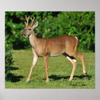 Buck by Angel Cher Poster