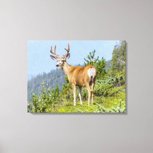 Buck Canvastryck (Framsida)