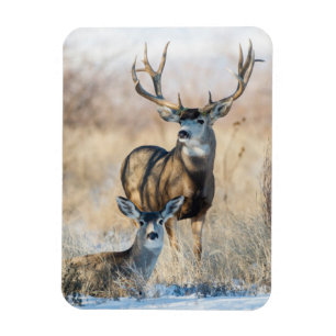 Buck Couple Mul Hjort Magnet