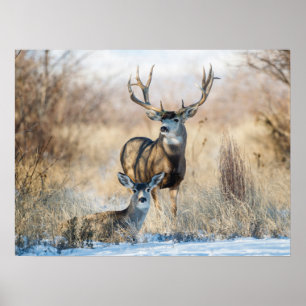Buck Couple   Mul Hjort Poster