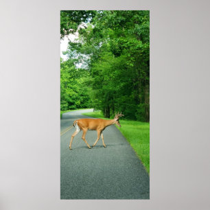 Buck genom vägen poster