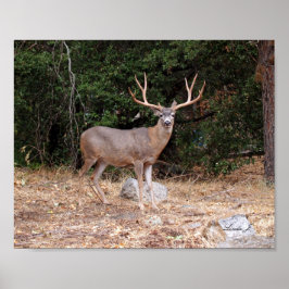 Buck Hjort i California USA Kanvastryck Poster