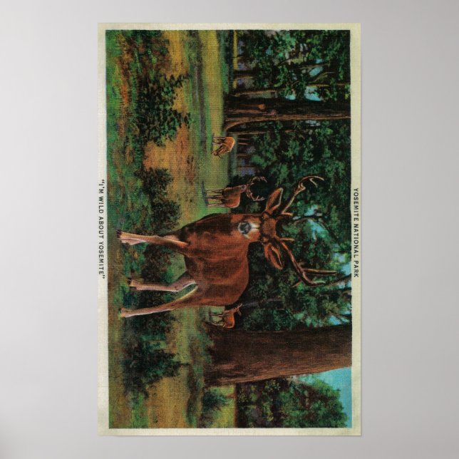 Buck Hjort i nationalparken Yosemite Poster (Framsidan)