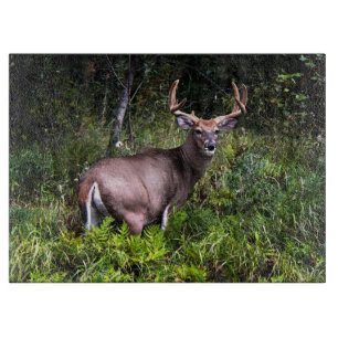 Buck Hjort Large Clearboard