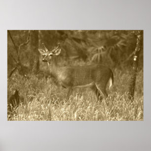 Buck Hjort Photography Poster