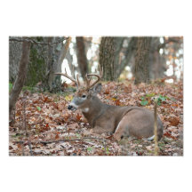 Buck Hjort Rester Photo Print
