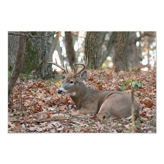 Buck Hjort Rester Photo Print Fototryck (Framsidan)