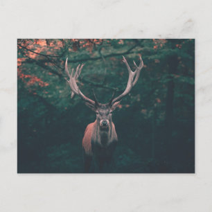 Buck Hjort Vild Animal Vykort