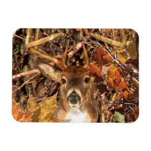 Buck i Camo White Svan Hjort Magnet